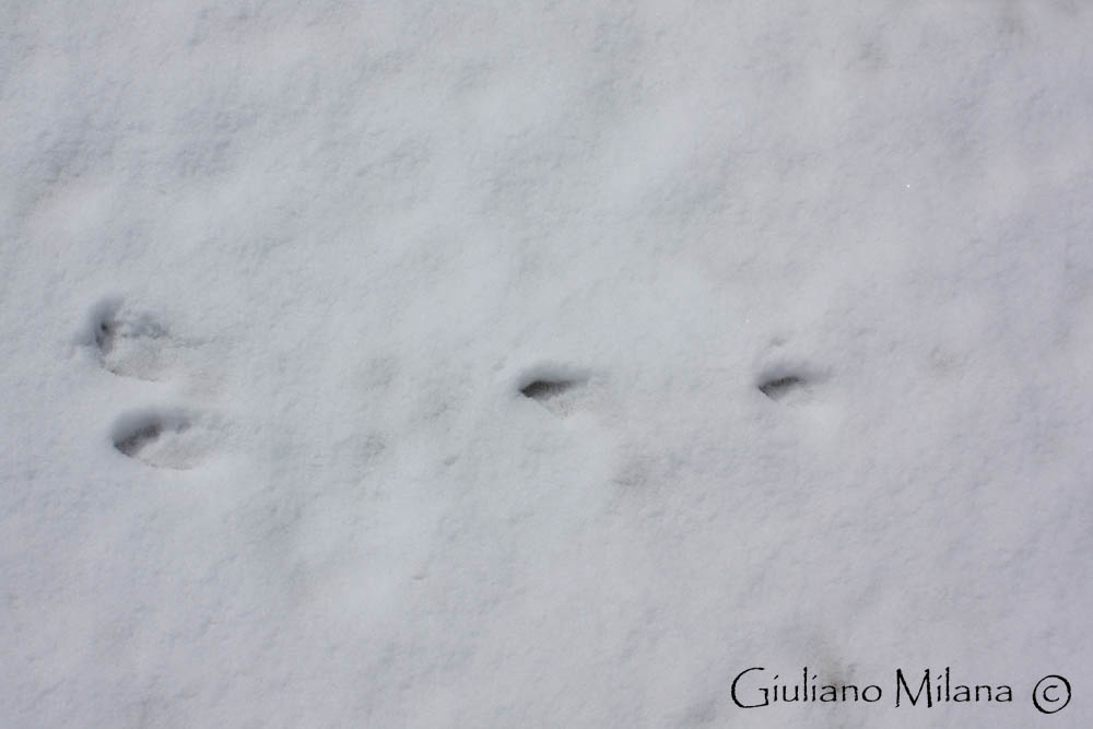 Orme nella neve: Lepre